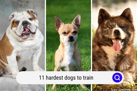 What is the hardest dog to train?